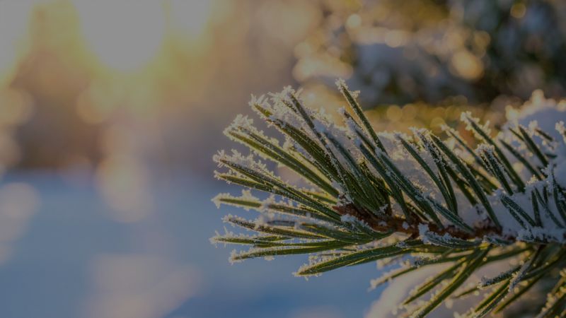 Nigro’s 2025 Holiday Boot Extravaganza!